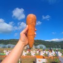 2026 임산부 농산물 꾸러미 에코이몰 경기도 성남 신청 후기 꿀팁