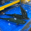 토박이매점회식당 | 📍서림상회ㅣ내돈내산 대방어 인천토박이들은 다 아는 연안부두 회맛집+미락회양념 비추천 후기