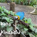 아루농장 | 6박 8일 코타키나발루 기록 (8) - 신키바쿠테, 록 카위 야생공원(Feat. 앵무새 밥주기, 뱀 만져보기)