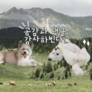 더퍼피즈블루오션 이미지