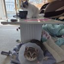 대구고양이분양 원펫 | 대구고양이분양후기❤️초코와 민트,두번째 묘연 이야기