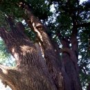 장덕리은행나무 이미지