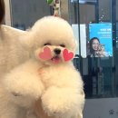 톰퍼피 강아지 분양 이미지