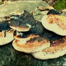 좋은소나무 이미지