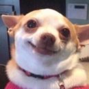 못된 강아지 이미지