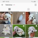 한국꼬똥켄넬 이미지