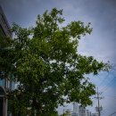 완미족발 - 고양시 일산동구 중앙로1261번길 55 | 아산 용화동 족발 가성비 좋은 완미족발 내돈내산 후기