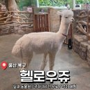 울산 북구 송정 이색 데이트 <헬로우쥬 동물원> 후기