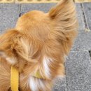 마이쏭 펫샵 이미지