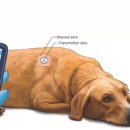 24시알파동물메디컬센터 이미지