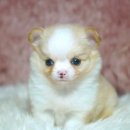 양지켄넬 이미지