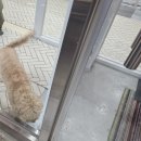 루이스독 이미지