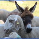 목욕하는 강아지 이미지