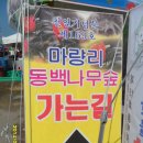 서천 마량리 동백나무 숲 이미지