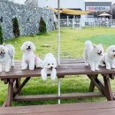 아카데미유치원 | 반려견 유치원 자격증 한국반려동물아카데미에서 한 방 취업