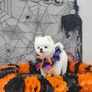 펫보드레 이미지