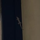 더푸켓 | 푸켓 허니문 리조트 추천 🌴 더 나카 아일랜드 프라이빗 풀빌라 후기