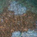 산호환경 이미지