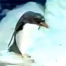 돌고래와펭귄 이미지