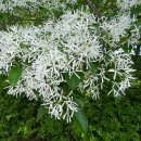 성문고등학교 이미지