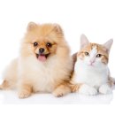 센트럴동물병원 이미지