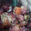 대동수산 | 대구 매천수산시장 홍가리비 시세,생물오징어 구입후기 feat.가게 추천