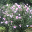 고양능곡13 Daum카페
