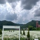 (주)미원 | [미원데이지정원] 청주 미원 샤스타데이지 정원 6월 7일 방문 후기!