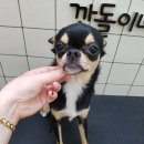 깐돌이네 애견샵 이미지