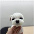 뽀그리독 이미지