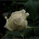 교동마님 이미지