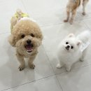 창원애견호텔 강아지유치원 애견미용 맘바이 창원점 | [내돈내산] 창원 상남동 믿고맡길 수 있는 애견호텔, 맘바이 창원점