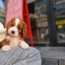 행복한강아지 | 금천구강아지분양 성공 후기 행복한 반려생활 시작