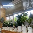 동구꽃백화점 이미지