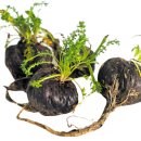 동호칼슘(주) 노동조합 | 블랙마카 효능 블랙마카 아르기닌 복용법