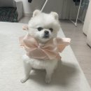 다래사