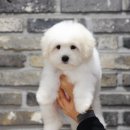 샵펫 강아지분양 울산점 이미지