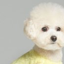 스마일댕댕 이미지