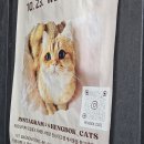 고양이 행복구역 이미지