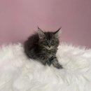 펫캐슬 강아지고양이 애견샵 의정부점 이미지