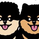 놀다올개 이미지