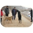 염소야놀자 이미지