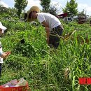 영오1농장 이미지