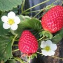 교포농장 이미지