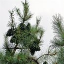 행현1리 마을회관 이미지