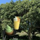 제주풍경하우스 | 제주 서귀포 오설록 티뮤지엄 녹차밭 이니스프리 제주하우스 카페 후기