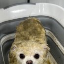 올치유치원 이미지