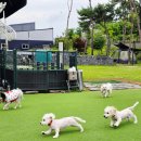 카페포춘 | 포천 애견카페 포춘테일 후기 | 강아지 운동장 + 수영장까지 완벽