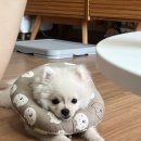올바른 반려견 보호자 교육 | 부산 강아지 훈련 방문교육｜혼내지 않고 분리불안 고친 유일한 후기