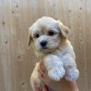 상도그 검암점 이미지